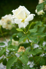Fresh rose in the garden, white and pink with green leaves, blooms in the garden