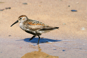 bird, ptak © Tomasz