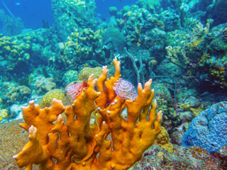 Caribbean coral garden
