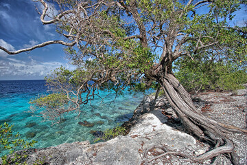 Caribbean coral garden