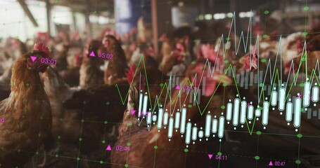 Animation of financial data processing over chickens at farm - Powered by Adobe