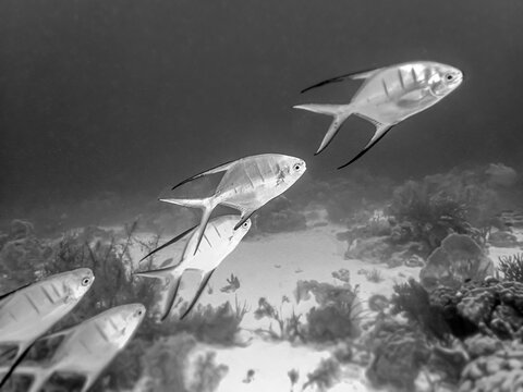 Trachinotus goodei, the palometa, is an ocean-going game fish