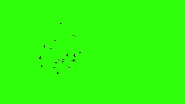 Flock of sparrows. Set of 9 video clips. Green screen. Isolated flying birds. 25 fps