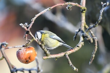 bird, sikorka © Tomasz