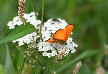 Butterly, Motyl © Tomasz