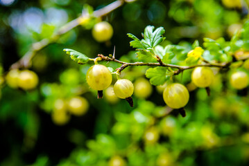 gooseberries on a branch in the garden
