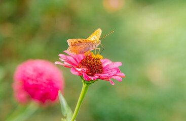 A beautiful orange butterfly sits on a pink flower. Beauty is in nature. The butterfly drinks nectar and pollinates flowers. Natural background.