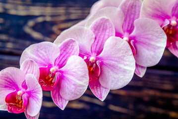 A branch of purple orchids on a brown wooden background
