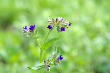 Medunka flower close-up. Wild flowers.