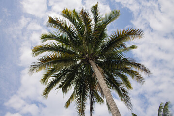 Fototapeta na wymiar una hermosa palmera verde que decora el cielo azul