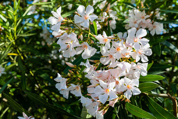 Oleander nerium flowering shrub on Corfu island