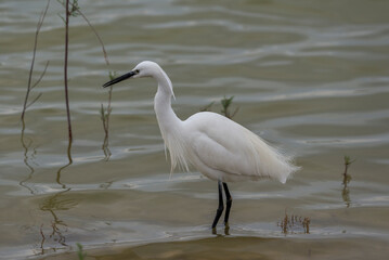 Little egret, Egretta garzetta, in the Natural Park of El Hondo, municipality of Crevillente, province of Alicante, Spain