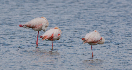 Greater flamingos, Phoenicopterus roseus, in the Natural Park of the Salinas de Santa Pola, in the province of Alicante, Spain