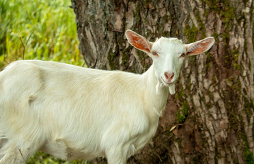portrait of a small white wooden goat that eats tree leaves