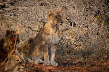 Leonessa prima della caccia