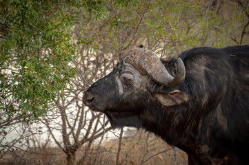 Bufalo africano