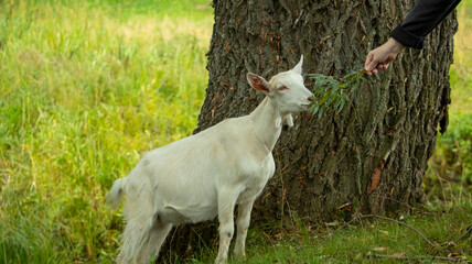 Obraz na płótnie Canvas portrait of a small white wooden goat that eats tree leaves