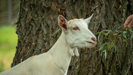 portrait of a small white wooden goat that eats tree leaves