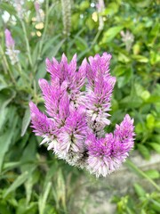 pink celosia argentea flower in nature garden