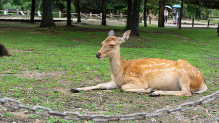 deer resting in the park
