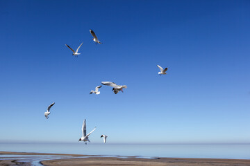 Fototapeta na wymiar Aztec seagulls hover in the bay and look for food. warm sunny day.