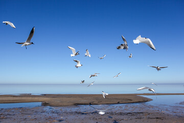 Aztec seagulls hover in the bay and look for food.
warm sunny day.