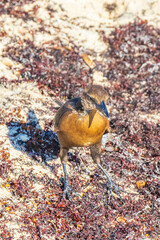 Great-Tailed Grackle bird is eating sargazo on beach Mexico.