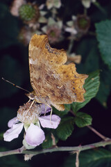 comma butterfly, closed wing