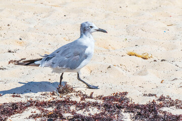 Seagull Seagulls walking on beach sand Playa del Carmen Mexico.