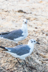 Seagull Seagulls walking on beach sand Playa del Carmen Mexico.
