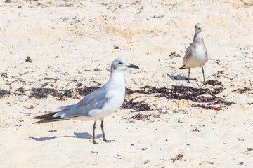 Seagull Seagulls walking on beach sand Playa del Carmen Mexico.
