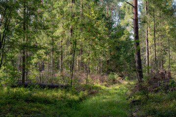 Obraz premium footpath in the forest