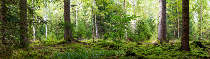 Panoramic wallpaper background of forest woods (Black Forest) Landscape panorama - Mixed forest with birch, beech and fir trees, lush green moss and grass - obrazy, fototapety, plakaty