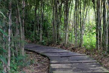 The path among the bamboo plants.