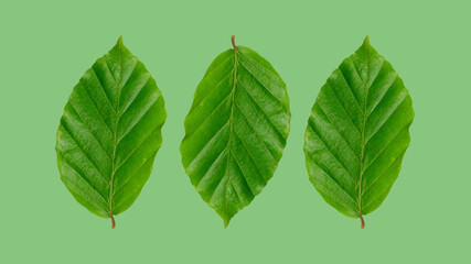 Background photo of leaves on green background