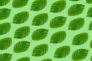 Fototapeta premium Background photo of leaves on green background