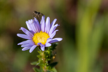 Obraz premium The spider is balancing on the pedals of the purple flower.