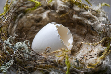 A small wild hatched egg and nest