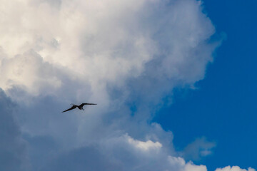 Fregat birds flock fly blue sky clouds background in Mexico.