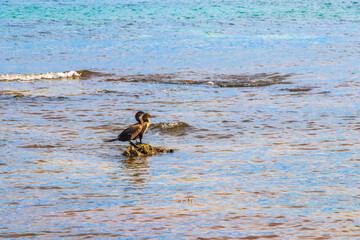Neotropis Long-tailed Cormorant on rock stone at Beach Mexico.