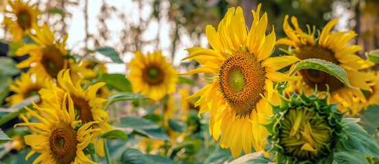 The sunflower fields bloom beautifully against the golden light in the morning.Blooming sunflowers in a field in summer