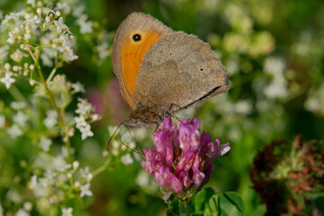 Gatekeeper butterfly on a clover. 