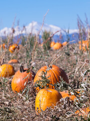 Ripe Pumpkins in a Field