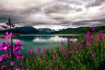 Naklejka premium Summit Lake with lupins in front of the south flank of the eastern Alaska Range with the Gulkana Glacier