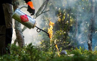 Forest fire in Norwegian pine forest with negative space