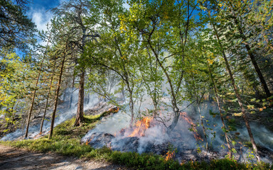 Forest fire in Norwegian pine forest with negative space