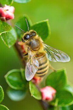 Vertical macro of an Apis cerana on the floral plant's leafy branch