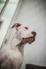 Obraz premium chien 