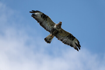 Rough-legged buzzard (Buteo lagopus)