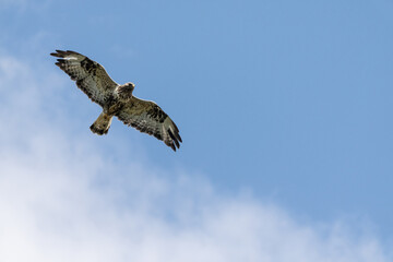 Rough-legged buzzard (Buteo lagopus)